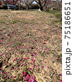 地面に落ちた梅の赤い花びら 75186651
