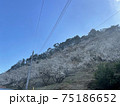 空と梅の花と山 75186652