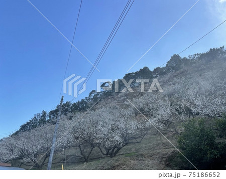 空と梅の花と山 空と梅の花と山 75186652