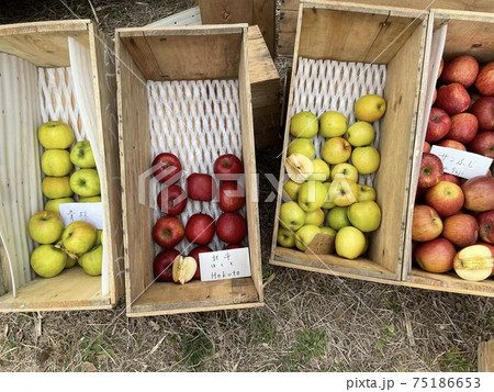 4種類のりんごを箱売り 75186653