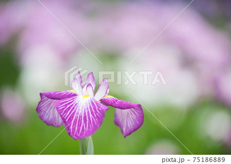 可憐に咲く花しょうぶ 可憐に咲く花しょうぶ 75186889