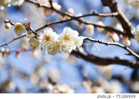 晴れの日の白い梅の花の写真素材