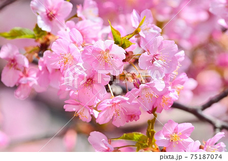 河津桜 河津桜 75187074