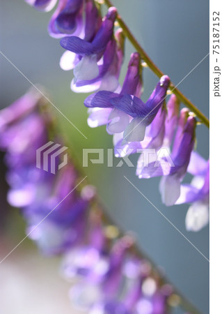 フジのような濃い藤色の花 75187152