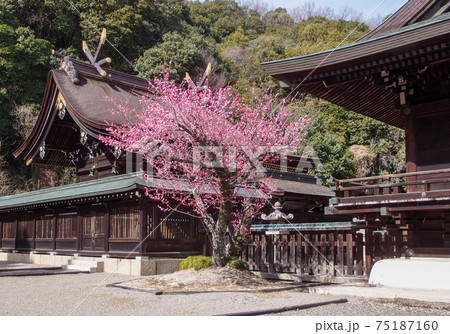 冴え返る早春の社殿に 満開の紅梅が寄り添う 吉備津彦神社 冴え返る早春の社殿に 満開の紅梅が寄り添う 吉備津彦神社 75187160