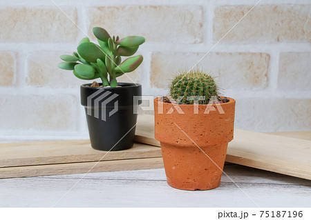 サボテン, ヘリテリー, 植物, 観葉植物, 緑, トゲ, 自然, 緑色,とげ,仙人掌,多肉植物 サボテン, ヘリテリー, 植物, 観葉植物, 緑, トゲ, 自然, 緑色,とげ,仙人掌,多肉植物 75187196