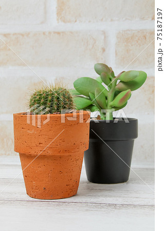 サボテン, ヘリテリー, 植物, 観葉植物, 緑, トゲ, 自然, 緑色,とげ,仙人掌,多肉植物 サボテン, ヘリテリー, 植物, 観葉植物, 緑, トゲ, 自然, 緑色,とげ,仙人掌,多肉植物 75187197