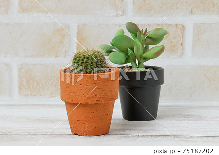 サボテン, ヘリテリー, 植物, 観葉植物, 緑, トゲ, 自然, 緑色,とげ,仙人掌,多肉植物 サボテン, ヘリテリー, 植物, 観葉植物, 緑, トゲ, 自然, 緑色,とげ,仙人掌,多肉植物 75187202