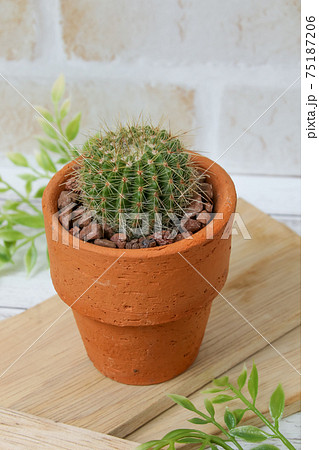 サボテン, ヘリテリー, 植物, 観葉植物, 緑, トゲ, 自然, 緑色,とげ,仙人掌,多肉植物 75187206