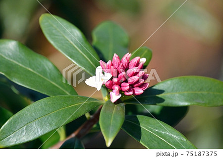 沈丁花 沈丁花 75187375