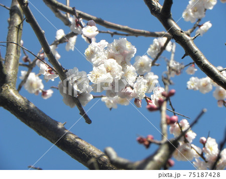 一寸遅く咲く我が家の白色のウメの花 75187428