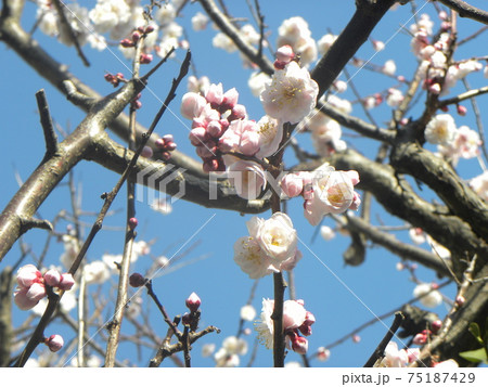 一寸遅く咲く我が家の白色のウメの花 75187429