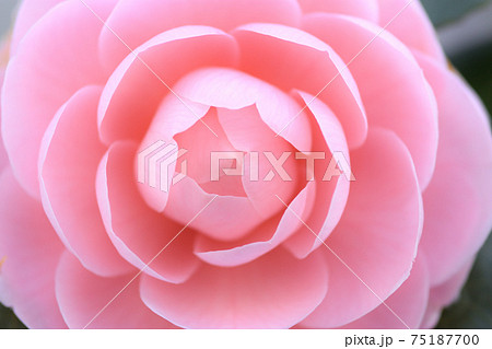 ピンク色の花びらが綺麗に重なる八重咲きの乙女椿の写真素材