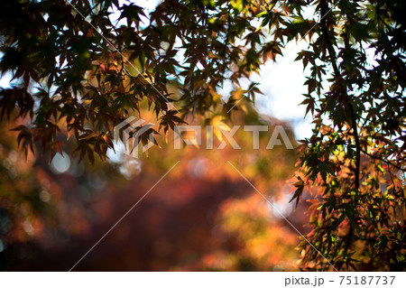 色づくもみじ　紅葉　 75187737