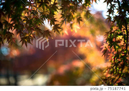 色づくもみじ　紅葉　 75187741