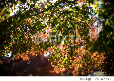 色づくもみじ 紅葉 色づくもみじ 紅葉 75187751
