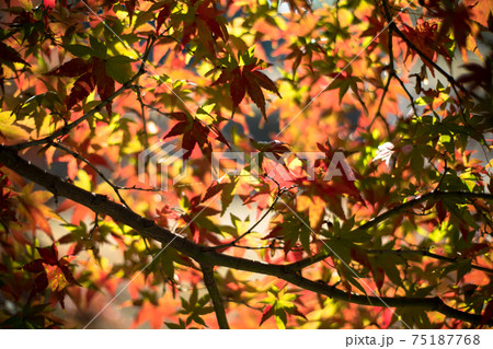 色づくもみじ　紅葉　 75187768