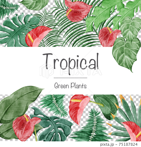 Tropical plant tropical frame decoration 75187824