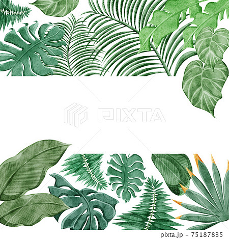 熱帯植物トロピカルフレームデコレーションのイラスト素材