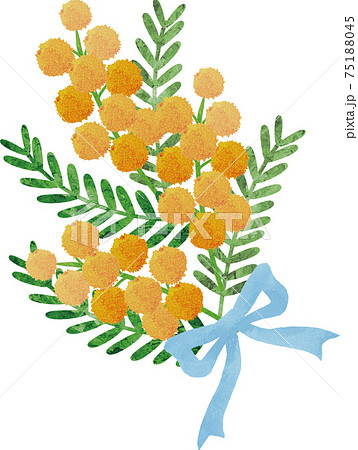 ミモザ フサアカシア 春 花 植物 黄色 水彩 イラスト素材のイラスト素材