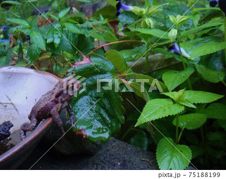 器にひっかかるカエル 器にひっかかるカエル 75188199