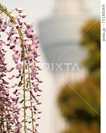 天神様の藤の花とスカイツリー　【亀戸天神にて】 75188369