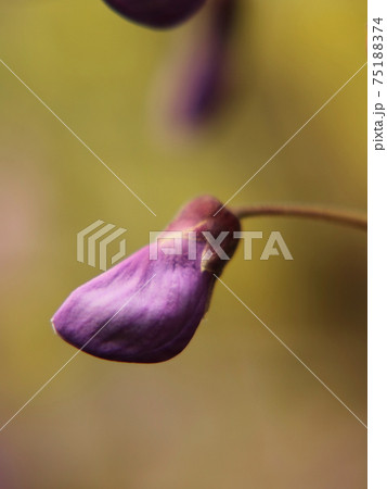 藤の花の蕾　【亀戸天神にて】 75188374