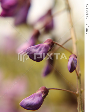 藤の花の蕾　【亀戸天神にて】 75188375