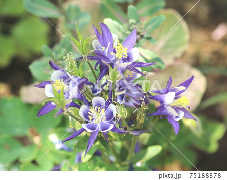 紫の花　【上野東照宮ぼたん苑にて】 75188378