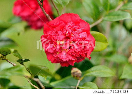 つばき カメリア ツバキ属 75188483