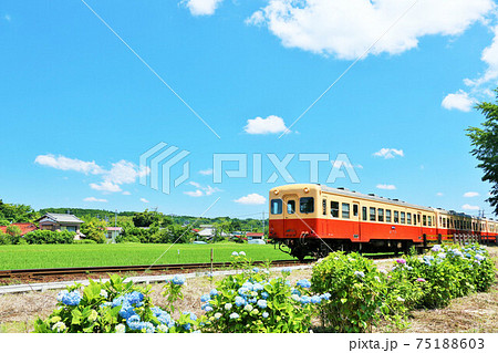 千葉県　夏の青空と小湊鉄道 75188603