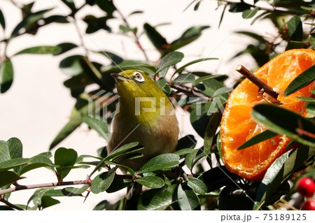 野鳥：メジロ：ミカン：食事：ピラカンサの木 75189125