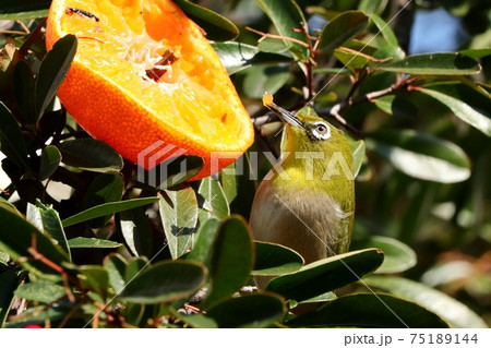 野鳥:メジロ:ミカン:食事:ピラカンサの木 野鳥:メジロ:ミカン:食事:ピラカンサの木 75189144