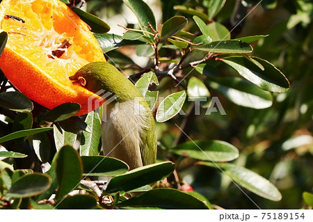 野鳥：メジロ：ミカン：食事：ピラカンサの木 75189154