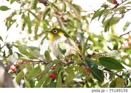 野鳥:メジロ:ミカン:食事:ピラカンサの木 野鳥:メジロ:ミカン:食事:ピラカンサの木 75189156