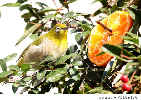 野鳥:メジロ:ミカン:食事:ピラカンサの木 野鳥:メジロ:ミカン:食事:ピラカンサの木 75189158