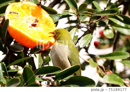 野鳥:メジロ:ミカン:食事:ピラカンサの木 野鳥:メジロ:ミカン:食事:ピラカンサの木 75189177