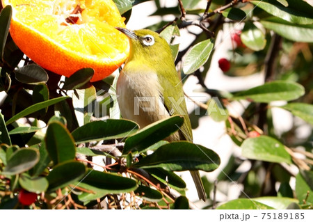 野鳥:メジロ:ミカン:食事:ピラカンサの木 野鳥:メジロ:ミカン:食事:ピラカンサの木 75189185