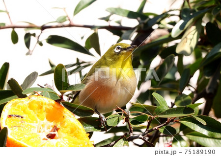 野鳥:メジロ:ミカン:食事:ピラカンサの木 野鳥:メジロ:ミカン:食事:ピラカンサの木 75189190