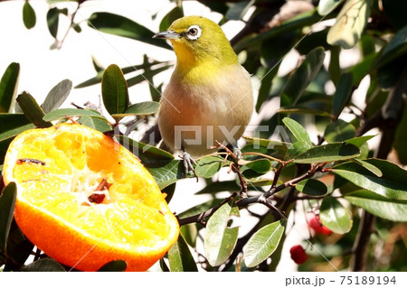 野鳥:メジロ:ミカン:食事:ピラカンサの木 野鳥:メジロ:ミカン:食事:ピラカンサの木 75189194