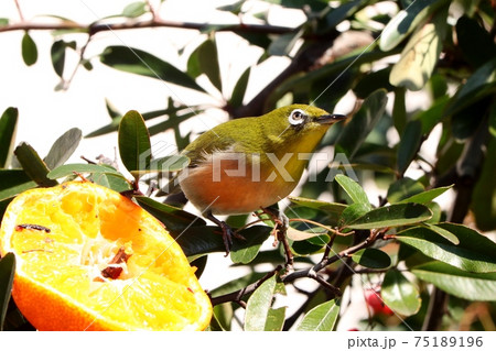 野鳥:メジロ:ミカン:食事:ピラカンサの木 野鳥:メジロ:ミカン:食事:ピラカンサの木 75189196