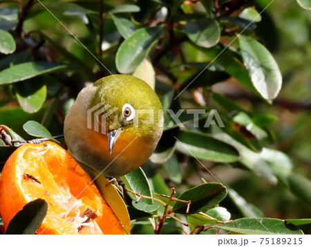 野鳥:メジロ:ミカン:食事:ピラカンサの木 野鳥:メジロ:ミカン:食事:ピラカンサの木 75189215