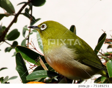 野鳥：メジロ：ミカン：食事：ピラカンサの木 75189251