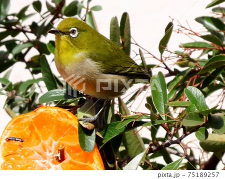 野鳥:メジロ:ミカン:食事:ピラカンサの木 野鳥:メジロ:ミカン:食事:ピラカンサの木 75189257