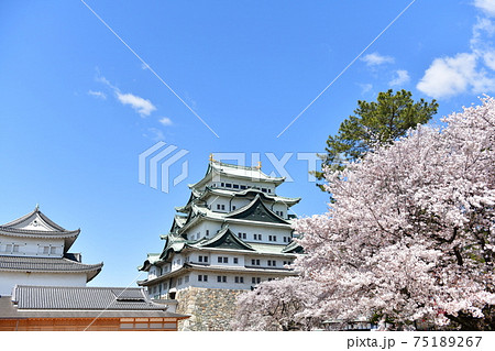 春の名古屋城 春の名古屋城 75189267