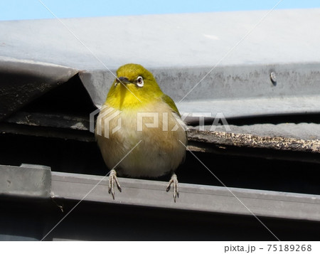 野鳥:メジロ:ミカン:食事:ピラカンサの木 野鳥:メジロ:ミカン:食事:ピラカンサの木 75189268