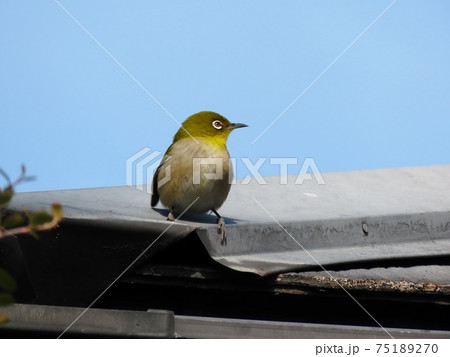 野鳥:メジロ:ミカン:食事:ピラカンサの木 野鳥:メジロ:ミカン:食事:ピラカンサの木 75189270