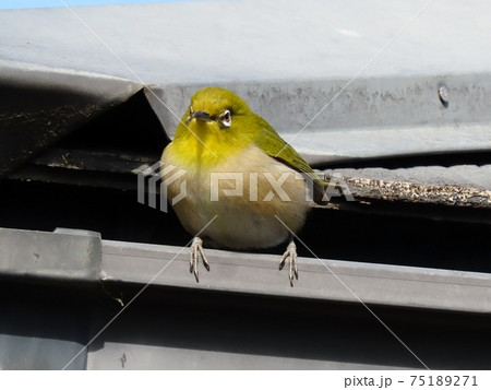 野鳥:メジロ:ミカン:食事:ピラカンサの木 野鳥:メジロ:ミカン:食事:ピラカンサの木 75189271