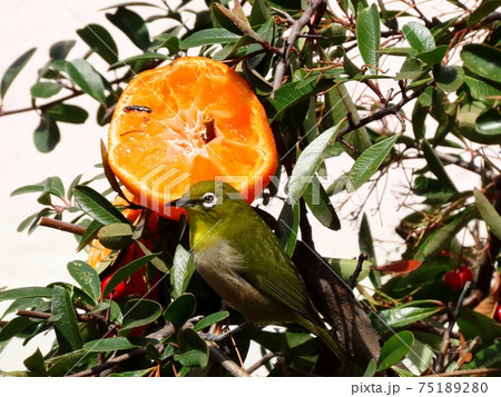 野鳥:メジロ:ミカン:食事:ピラカンサの木 野鳥:メジロ:ミカン:食事:ピラカンサの木 75189280
