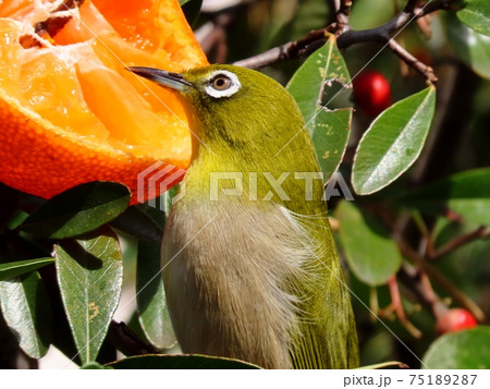 野鳥:メジロ:ミカン:食事:ピラカンサの木 野鳥:メジロ:ミカン:食事:ピラカンサの木 75189287